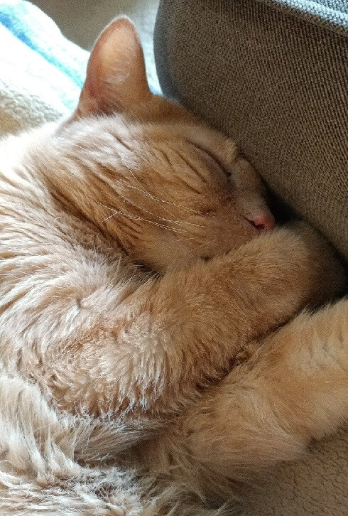 An orange cat is asleep with one paw over his mouth.