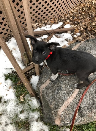 A black, silver, and white dog is looking over her shoulder at the camera. She is standing outside next to melting snow and is wearing a red collar. 